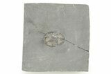 Isoteloides Flexus Trilobite - Fillmore Formation, Utah #274041-1